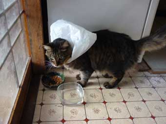 百笑村の猫。