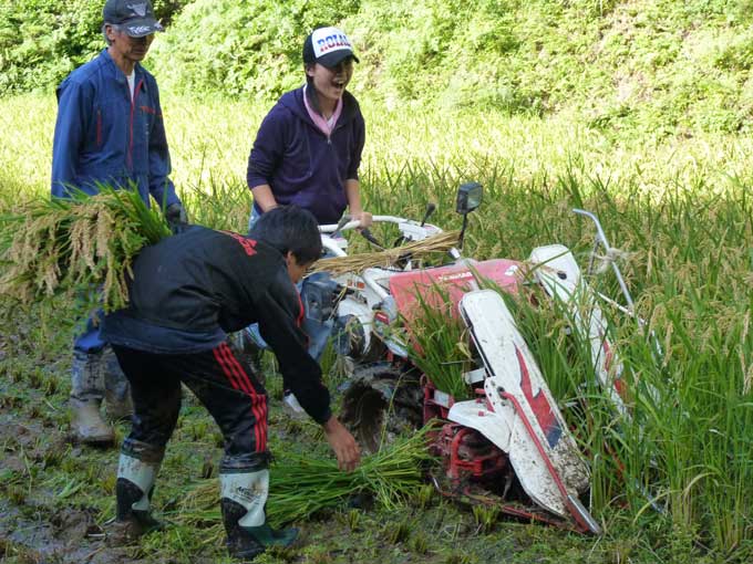 稲刈り体験、残りの部分はバインダーで