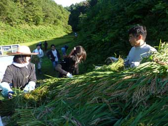 軽トラの荷台に稲束を積む