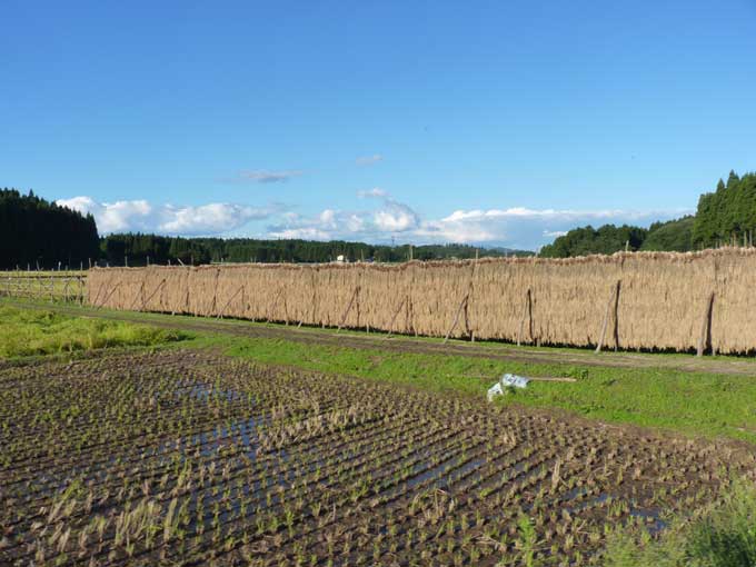 百笑村のはさ架け