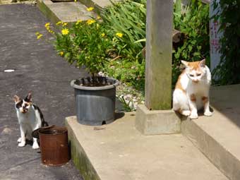 重松の猫