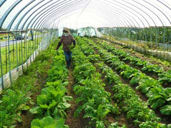 重松の家の野菜ハウス