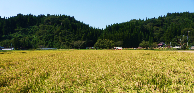 農家民宿「重松の家」田んぼ(秋)