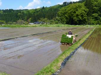 田植え