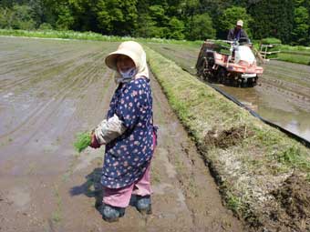 田植え