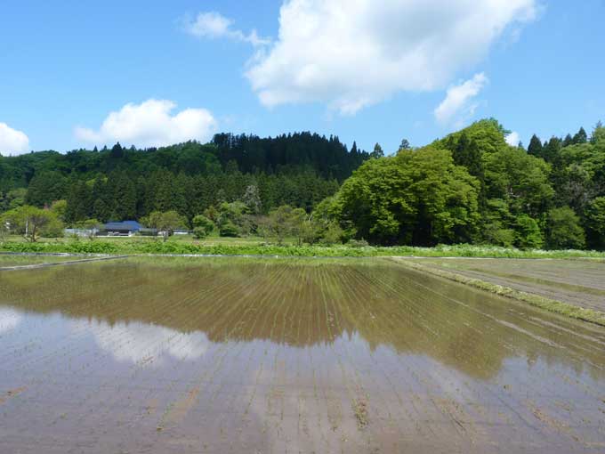 上新城の田植え後の風景