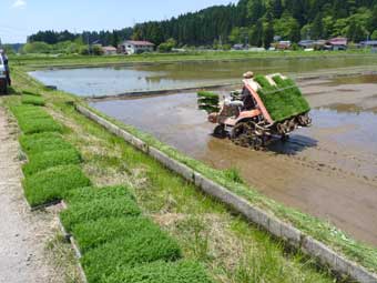 田植え