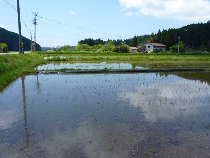 上新城の田植え後の風景