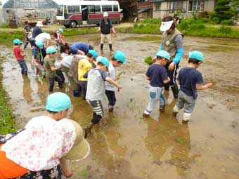 恐れを知らず、田んぼに入る