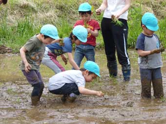 子どもの田植え