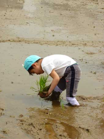 子どもの田植え