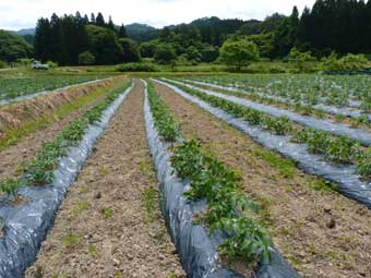 生育真っ最中のトマト