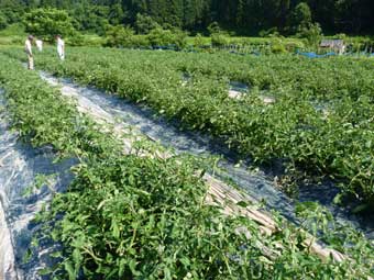 7月のトマト畑