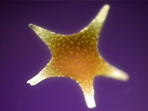 星の砂