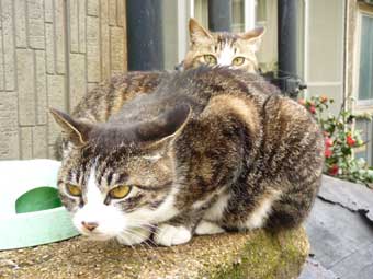 加茂青砂の猫たち