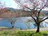 東由利-桜2