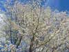 東由利-桜3