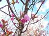 東由利-桜4