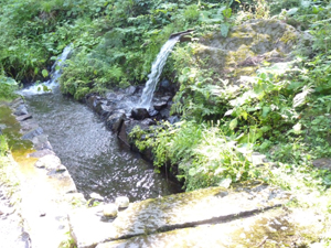 滝の頭湧水源