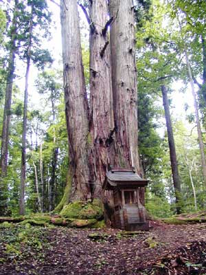 法内の八本杉