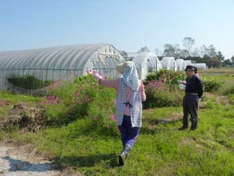 さくら・イン体験農園
