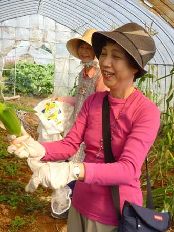トウモロコシの収穫