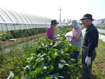 大潟村にて野菜収穫体験