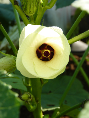 オクラの花