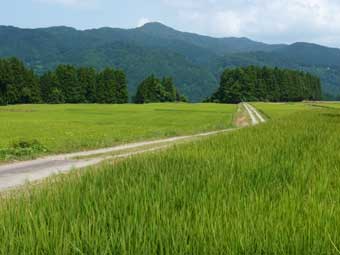 矢島の田圃