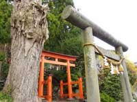 須賀神社の鳥居の横にあるイチョウの大木
