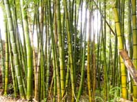「大竹集落」の名の由来となった竹林