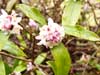 大竹の花紀行２