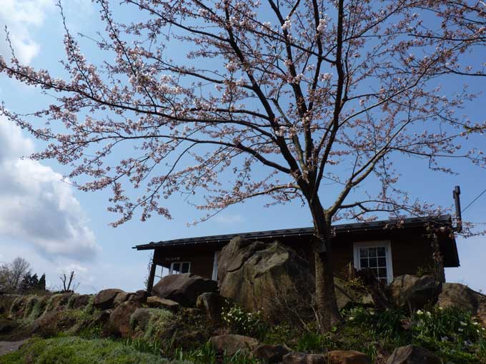 ガーデンカフェタイムの中庭の桜