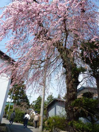 しだれ桜