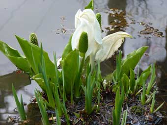 可憐に咲く、佐藤家の水芭蕉。