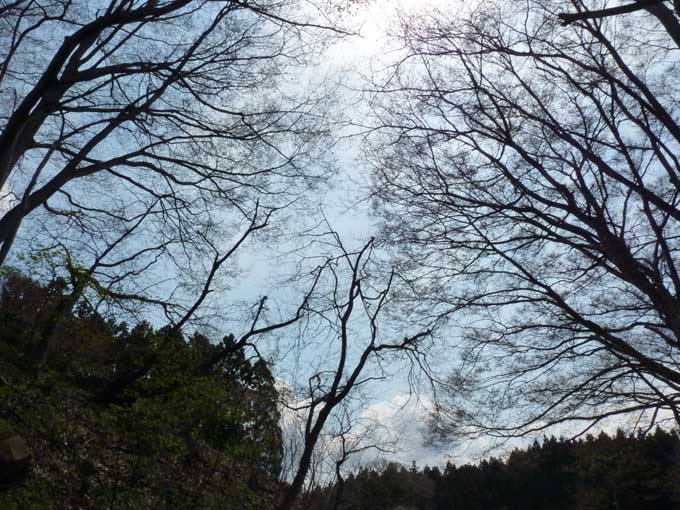 ケヤキ