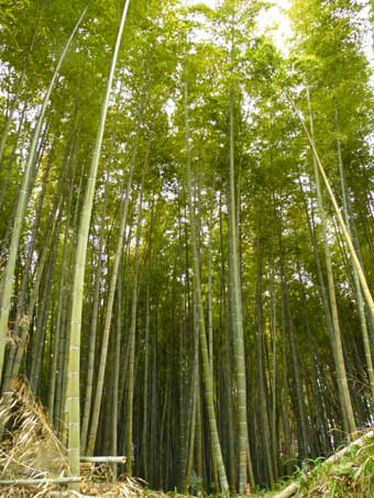 大竹の唐竹