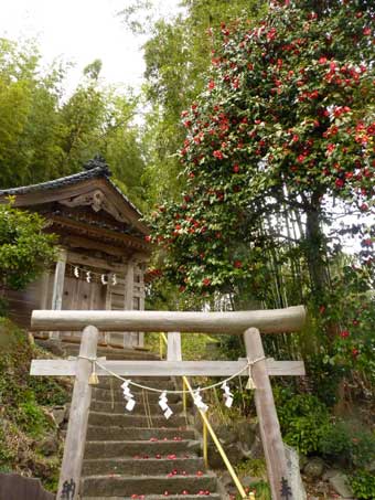 古峰神社の椿