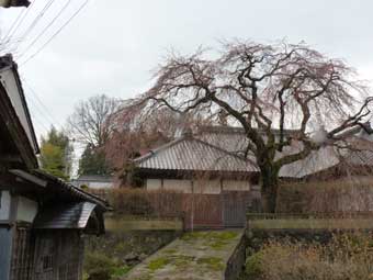 今野家の枝垂れ桜
