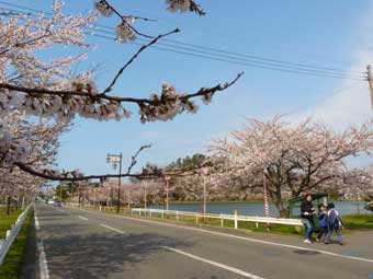 勢至公園の桜