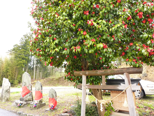 大竹の花紀行-集落内にある椿の花