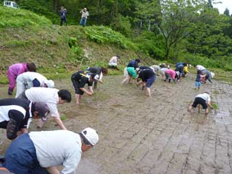 田植え
