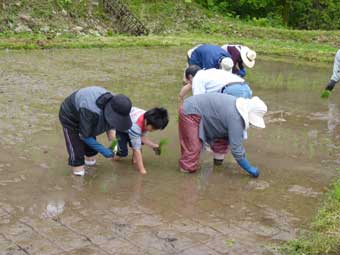 大人の田植え