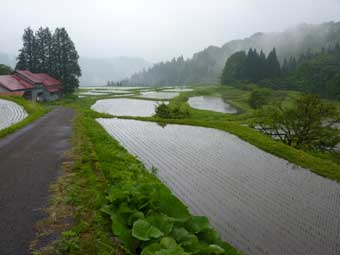 横倉の棚田