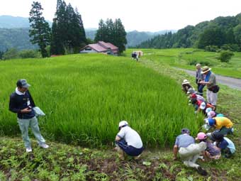 草刈りの光景