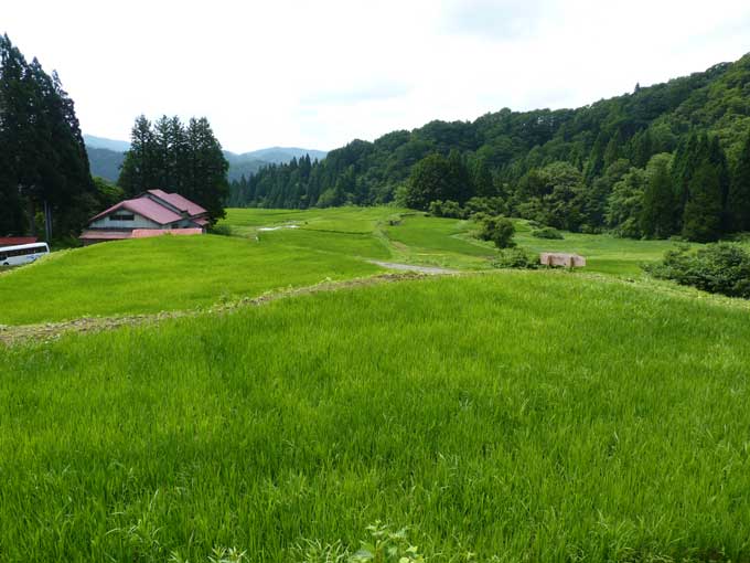 横倉の棚田-夏