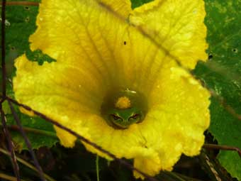 カボチャの花に、カエル