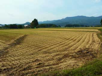 稲刈り後の田んぼ